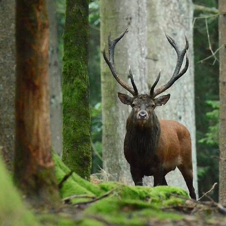 Вилла Les 12 Bois Du Cerf Tailles Экстерьер фото
