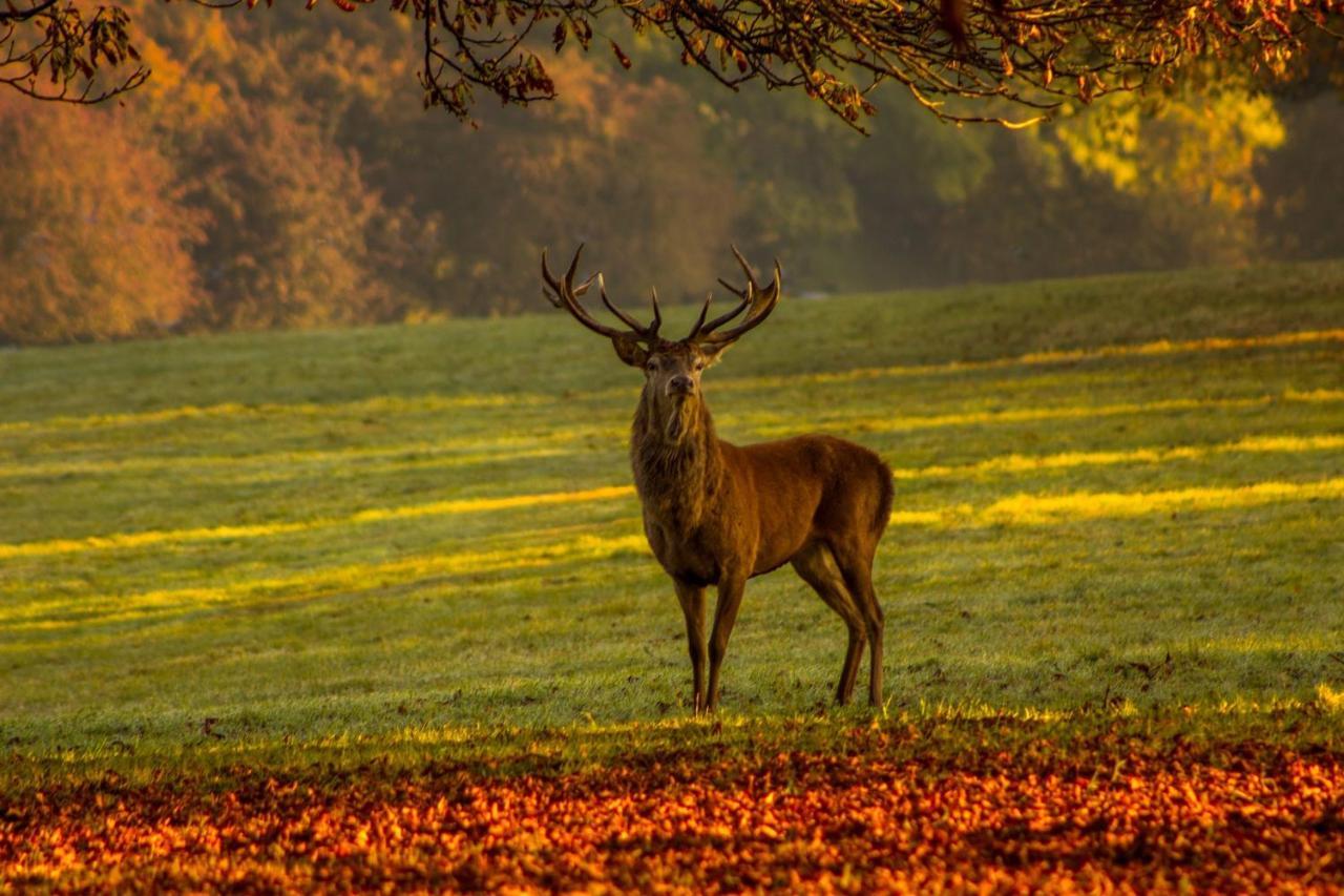 Вилла Les 12 Bois Du Cerf Tailles Экстерьер фото