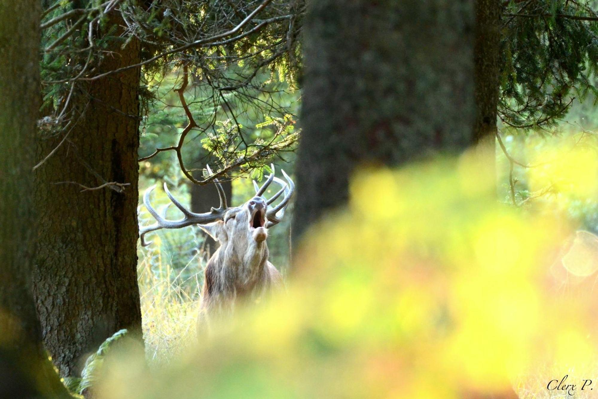Вилла Les 12 Bois Du Cerf Tailles Экстерьер фото
