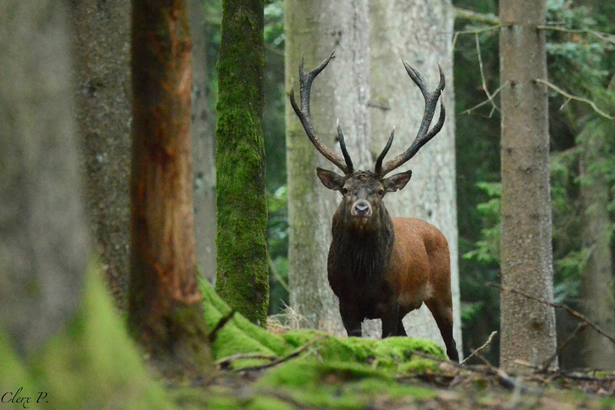 Вилла Les 12 Bois Du Cerf Tailles Экстерьер фото